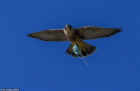 Peregrine Falcon Catches Discarded Face Mask Before Flying Off With