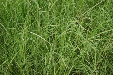 Pensacola Bahia Grass Seed Mckays Grass Seeds