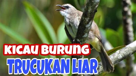 Pecinta burung menyebutnya sebagai kakatua mini. Kicau burung trucukan liar di samping rumah - YouTube