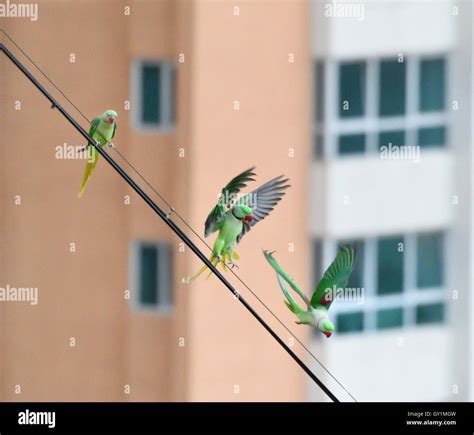 Alexandrine Parakeet Mumbai Hi Res Stock Photography And Images Alamy