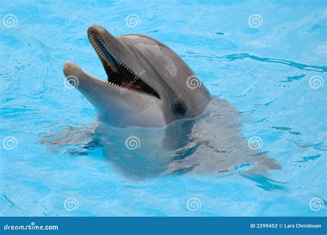 Happy Dolphin Stock Photo Image Of Gray Intelligence 2299452