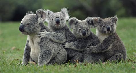 Funny Cute Koalas 2048 X 2048 Ipad Wallpaper Download