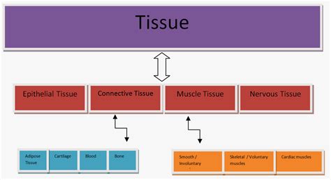 Articles Junction What Is Tissue Types And Function Of Tissue