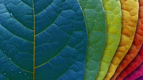 20 Best Imac 5k Retina Wallpapers Hdpixels Leaves Colorful Leaves