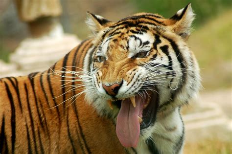Cool Picture Collection: 25+ Beautiful Tiger Pictures