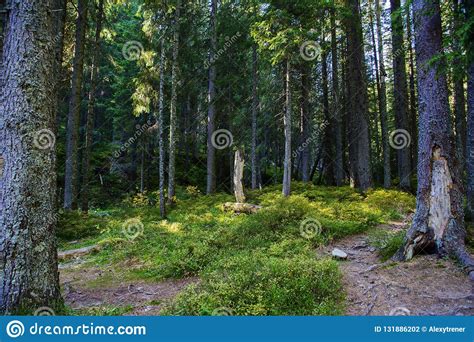 Dark Pine Forest On The Slopes Of The Mountain Carpathians Ukraine
