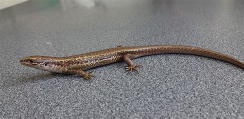 Critter Of The Week The Chesterfield Skink Rnz