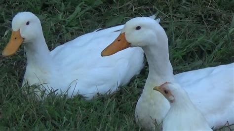 Ducks On The Farm Youtube