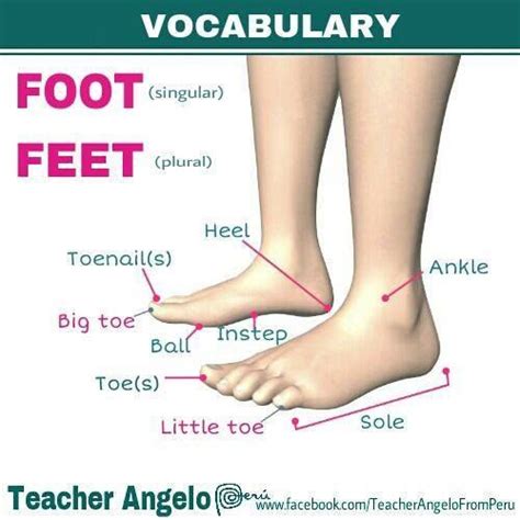 The Body Foot A1 English Vocabulary Learn English Vocabulary