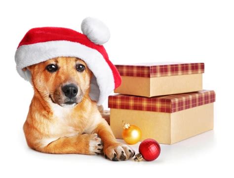 Premium Photo Small Cute Funny Dog In Santa Hat With Boxes And