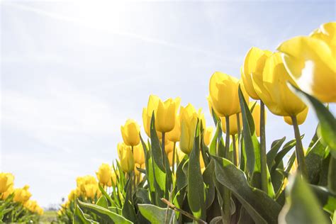 Yellow Tulip Flower Field During Daytime · Free Stock Photo