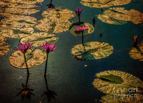 Water Lilies At Sunset Photograph By Remi D Photography Fine Art America