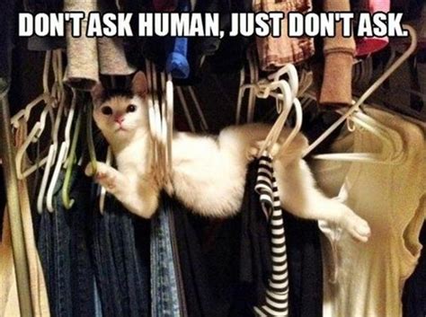The Best Of Stuck Cats 24 Pics