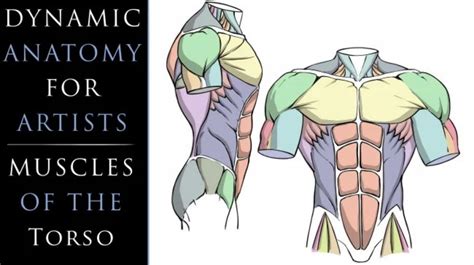The clavicle bone which is always a the shoulder blades , which are prominent unless the back muscles are so developed they cover them up. Muscles Of Torso / Digital Illustration Of Muscles Of The Human Torso Anterior View Stock Photo ...