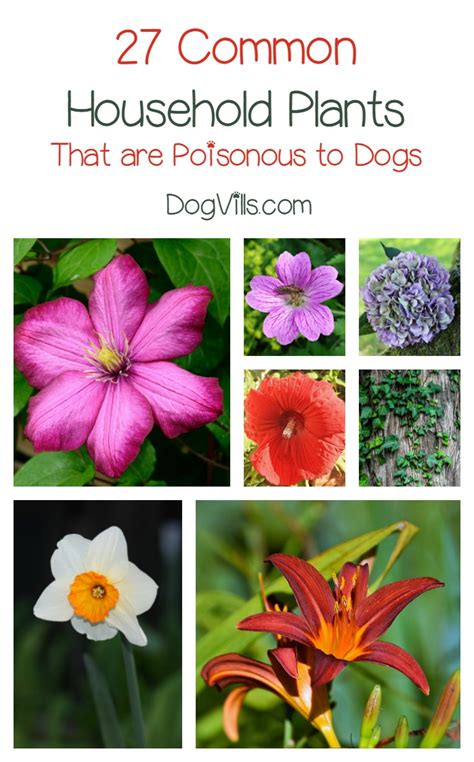 To be safe, keep houseplants out of a dog's reach. 27 Poisonous Plants for Dogs - The Common Dangers - http ...