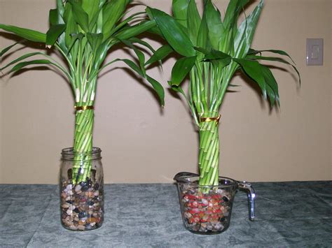 Autoflowers are relatively small plants and therefore very. Bamboo is easily grown indoors , just follow these ...