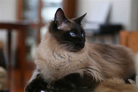 Balinese Cat Price Range How Much Do Balinese Kittens For Sale Cost
