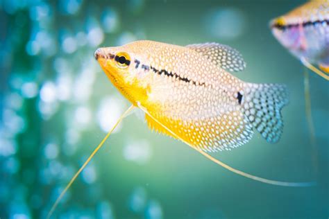 Top 15 Best Freshwater Fishes That Are Always Popular Aquarium Fishes