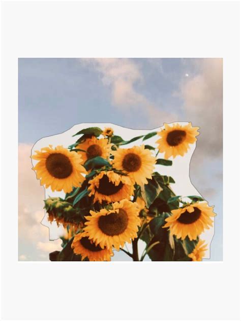 Aesthetic Sunflower Sticker By Sylviegross3906 Redbubble