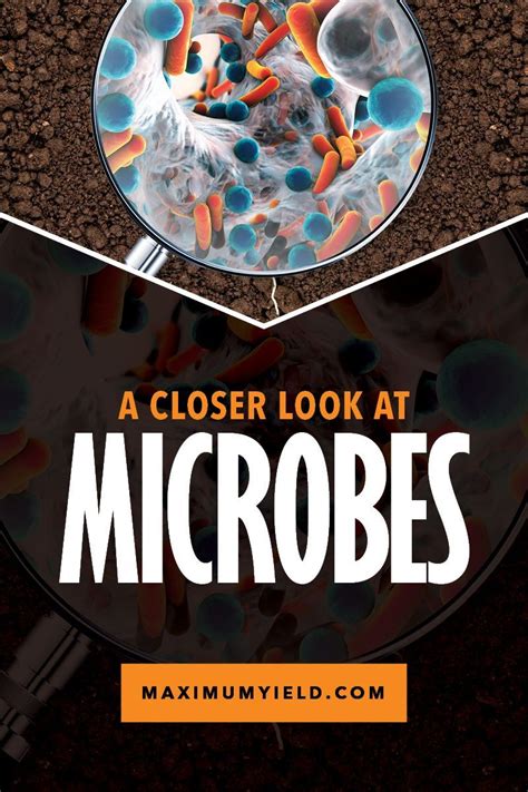 Beneficial Microbes A Closer Look At The Microbes Living Around Your
