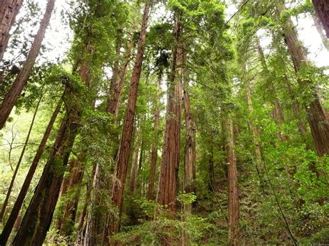 Free Download Giant Redwood Trees Wallpaper The Redwood Trees Are