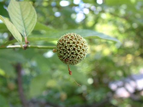 Cephalanthus Occidentalis Calflora