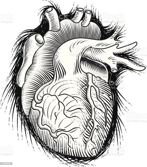 Vetores De Coração Humano Desenho E Mais Imagens De Coração Humano