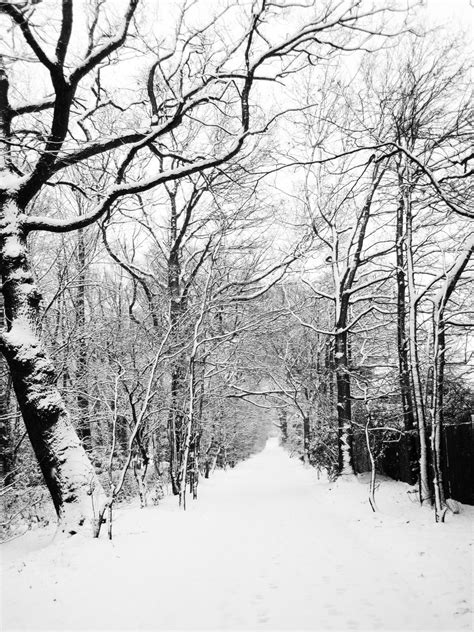 무료 이미지 경치 나무 숲 통로 분기 감기 검정색과 흰색 선로 도로 화이트 서리 국가 얼음 시골의