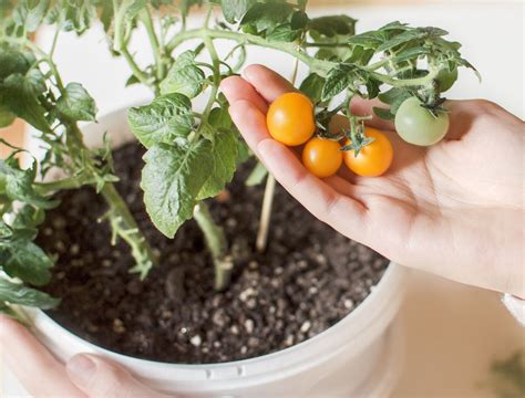 How To Grow Tomatoes From Seed Backyard Boss