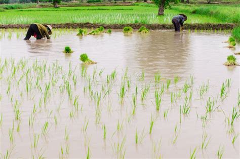 Seasonal Rice Farming Editorial Photo Image Of Growth 32535811