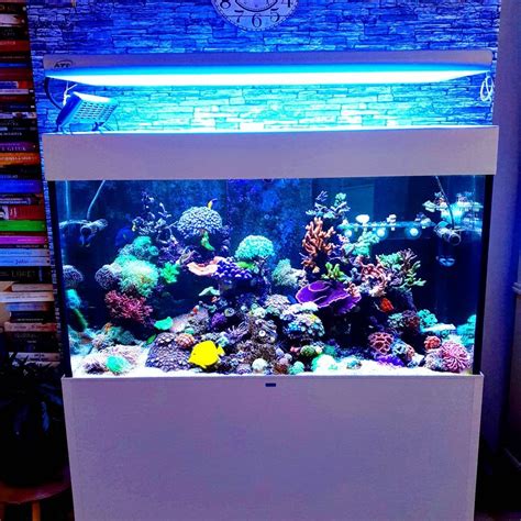 Free Designer Tropical Fish Tanks With Diy Home Decorating Ideas