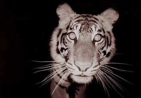 Filewild Sumatran Tiger Wikimedia Commons