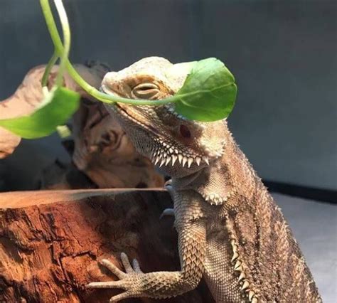 Bearded Dragon Throwing Up Clear Liquid What Should You Do Bearded