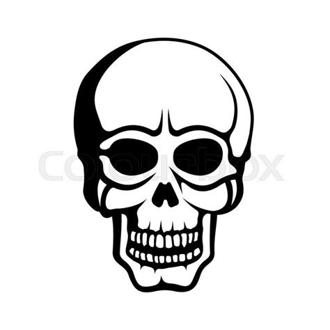 Human Skull On White Background Stock Vector Colourbox