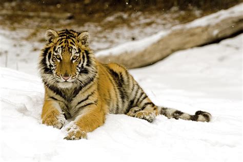 Snowy Afternoon Tiger Wallpapers Wallpapers Hd