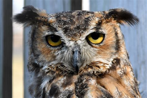 Great Horned Owl Aark Great Horned Owl Bubo Virginianus Flickr