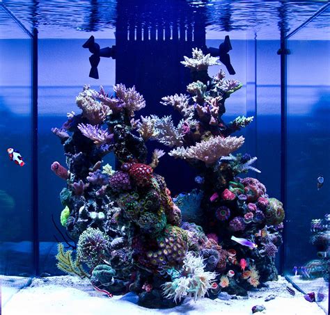 Flot Søjle Reef Aquarium Saltwater Fish Tanks Aquarium Fish Tank