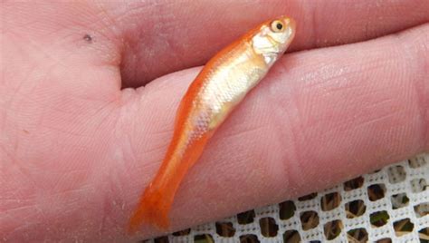Rosy Red Minnow 101 Care Diet Lifespan And All 2024