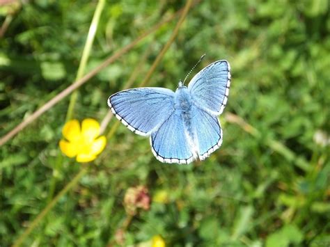 Adonis Blue Fontmell Down Dorset Butterflies