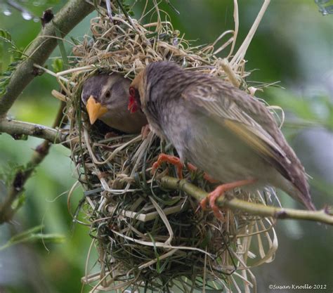 Red Billed Quelea Pair At Nest Yellow Billed Is Female Re Flickr