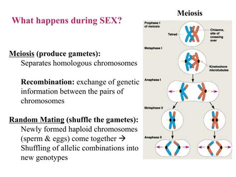 Ppt Genetic Variation The Genetic Substrate For Natural Selection