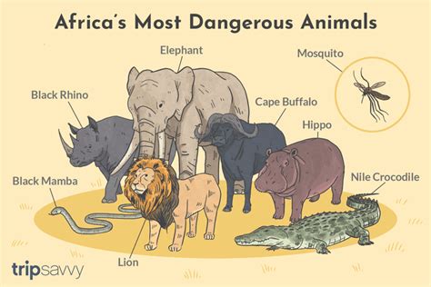 Below you'll discover the complete list of animal names our researchers have written about so far. Small African Animals List / The 9 Most Dangerous Animals In Africa - dingesdottydotty