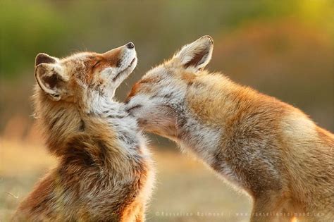 All About Fox Love This Is Incredibly Beautiful Writical