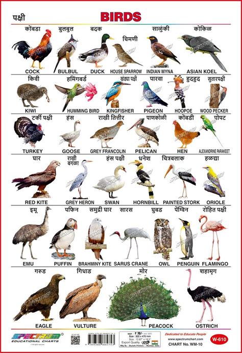 Top 124 Animals Name In Marathi To English