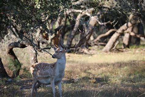 Fallow Deer Hunting In Texas Exotic Deer Hunts — Lazy Ck Ranch