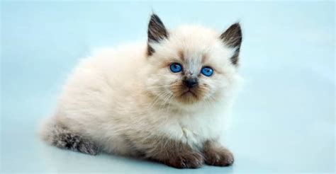 14 Best Hypoallergenic Cat Breeds For People With Allergies Pethelpful