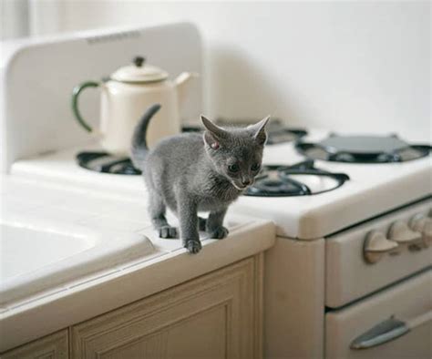 Kittens In The Kitchen A Cuteness Break For Your Post Holiday Tuesday