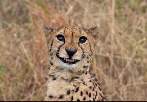 Awesome Pic Of A Smiling Cheetah Pics