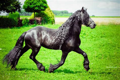 Black friesian horse stock photos and images. 11 Interesting Facts About The Friesian Horse You Probably ...