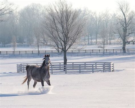 Thoroughbred Horses Snow Lexington Bluegrass Kentucky Etsy Horse